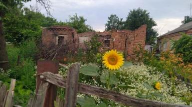 Un girasole dall'Ucraina