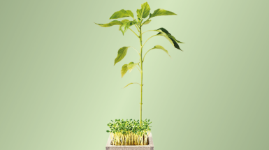 premio giovani talenti