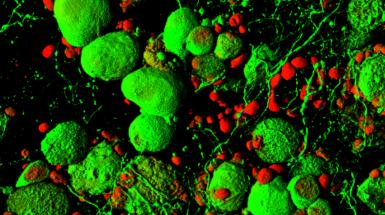 seminari microscopia_immagine