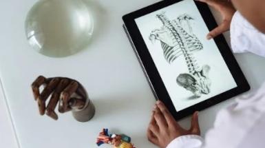 anatomia