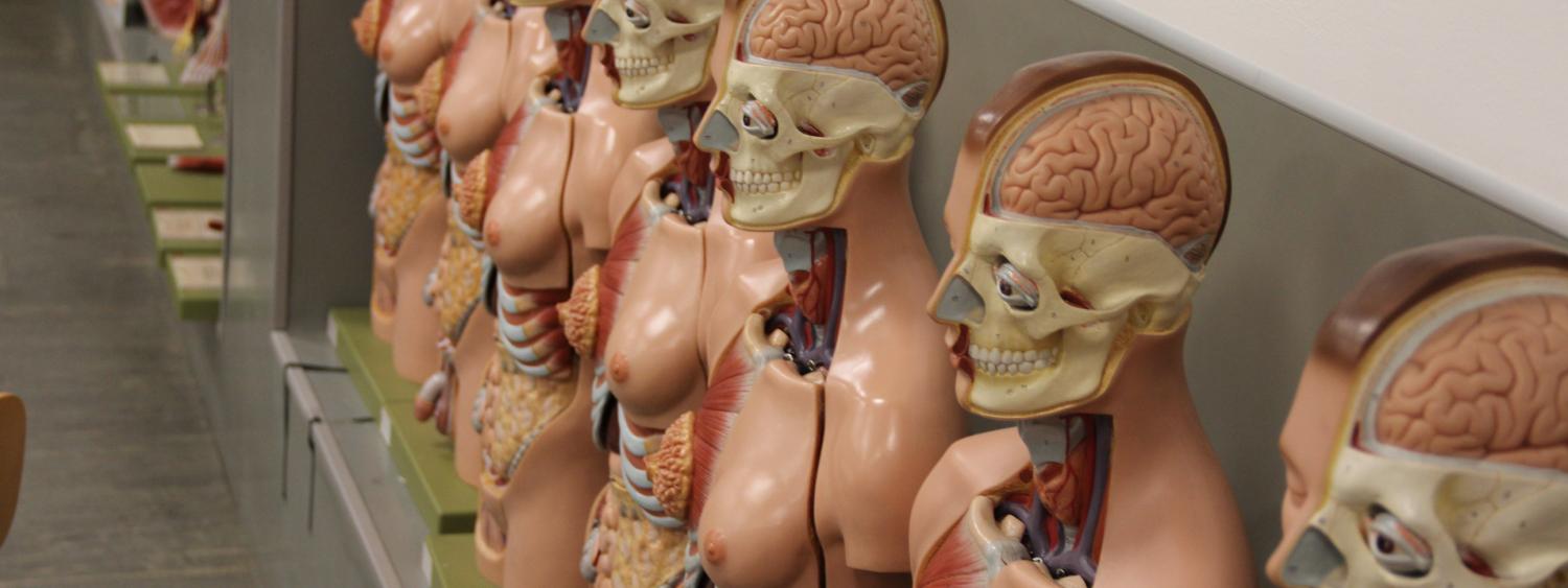 Shanghai_SJTU_Bicocca_Monza_U8_ANATOMAGE