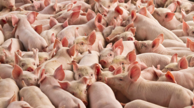 Pig palace