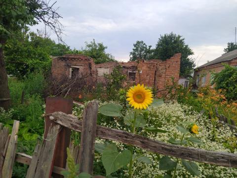 Un girasole dall'Ucraina