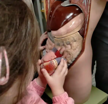 anatomia