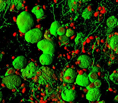 seminari microscopia_immagine