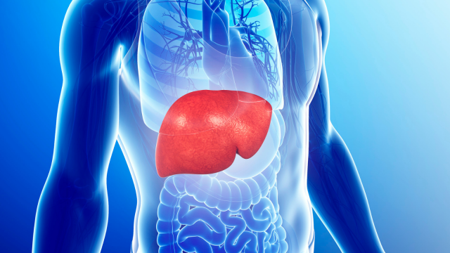 liver