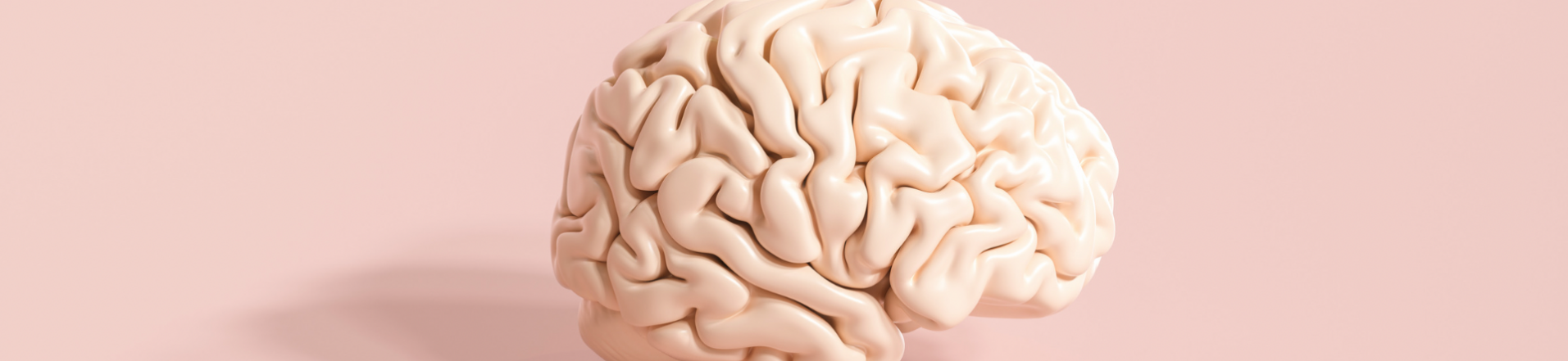Brain